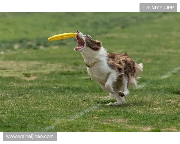 上海飞盘队在极限运动世界杯中的心理素质表现分析与点评