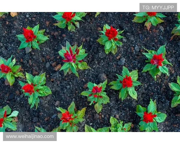 专访赵娜：探寻排球背后的成功秘诀与奋斗历程